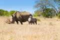 White rhinoceros with puppy, South Africa Royalty Free Stock Photo